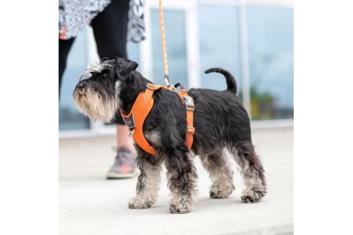 Arnés para perro DOG Copenhagen Comfort Walk Pro. Ejemplo con perro 1