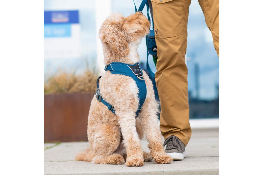 Arnés para perro DOG Copenhagen Comfort Walk Pro. Ejemplo con perro 2
