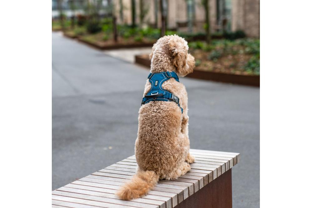 Arnés para perro DOG Copenhagen Comfort Walk Pro. Ejemplo con perro 3