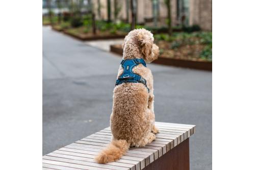 Arnés para perro DOG Copenhagen Comfort Walk Pro. Ejemplo con perro 3