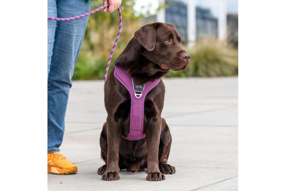 Arnés para perro DOG Copenhagen Comfort Walk Pro. Ejemplo con perro 4
