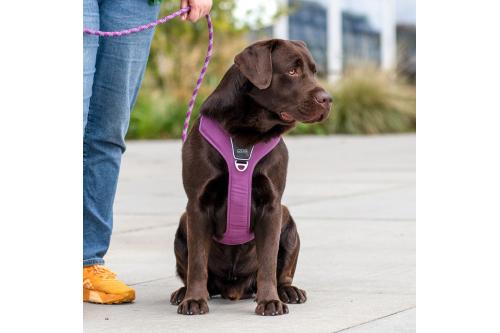 Arnés para perro DOG Copenhagen Comfort Walk Pro. Ejemplo con perro 4