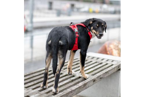 Arnés para perro DOG Copenhagen Comfort Walk Pro. Ejemplo con perro 5
