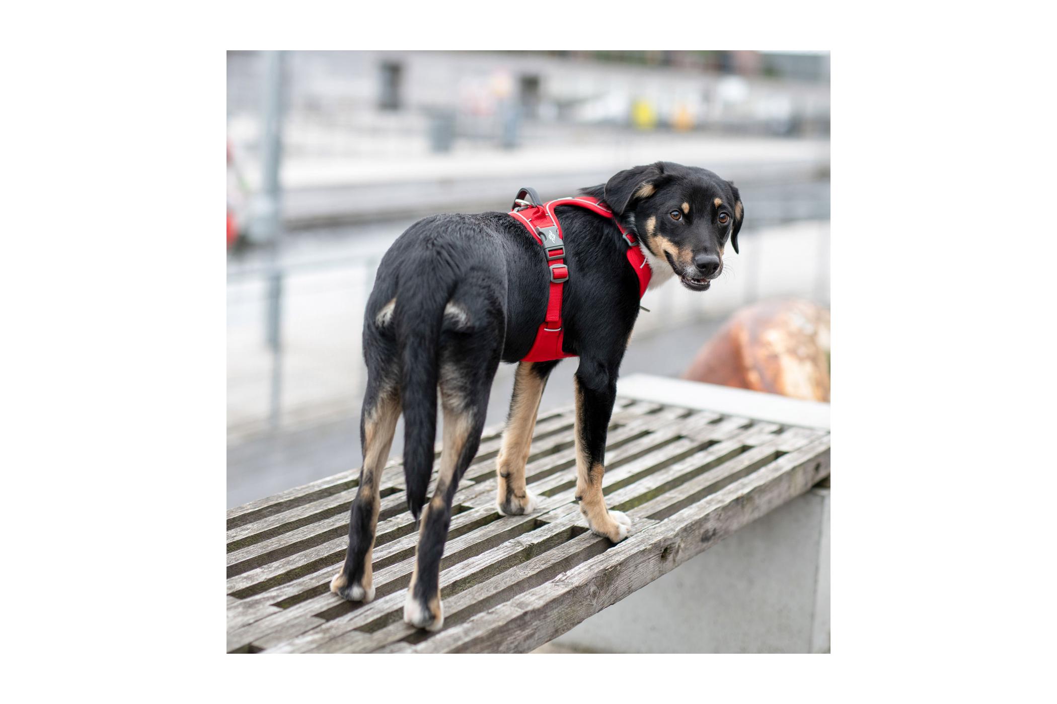 Arnés DOG Copenhagen Comfort Walk GO™ para perros | Speedog