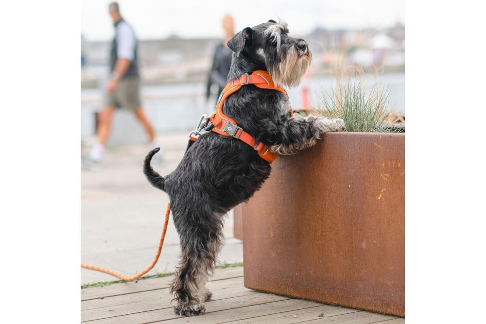 Arnés para perro DOG Copenhagen Comfort Walk Pro. Ejemplo con perro 6