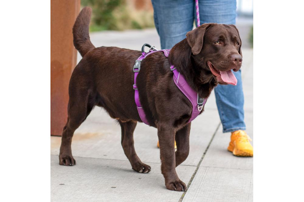 Arnés para perro DOG Copenhagen Comfort Walk Pro. Ejemplo con perro 7