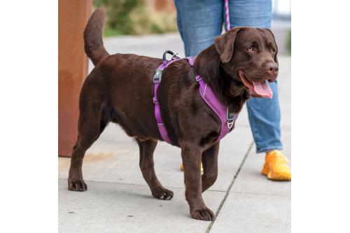 Arnés para perro DOG Copenhagen Comfort Walk Pro. Ejemplo con perro 7