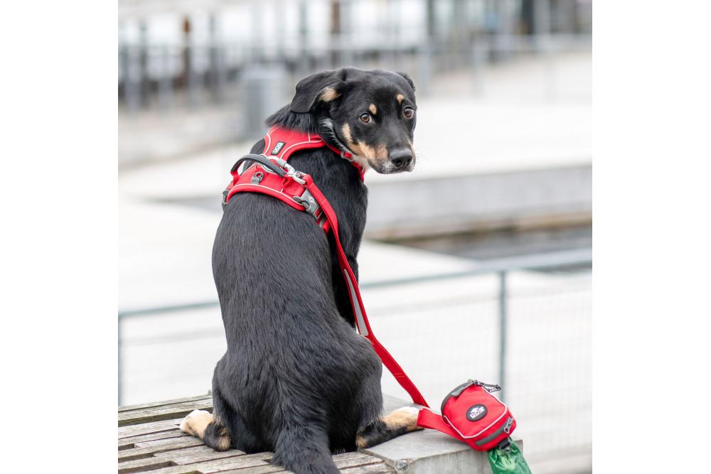 Arnés para perro DOG Copenhagen Comfort Walk Pro. Ejemplo con perro 8