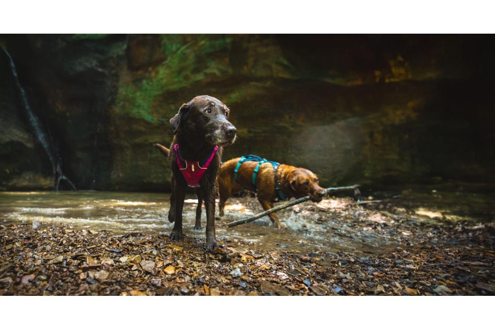 Arnés Ruffwear FLAGLINE™