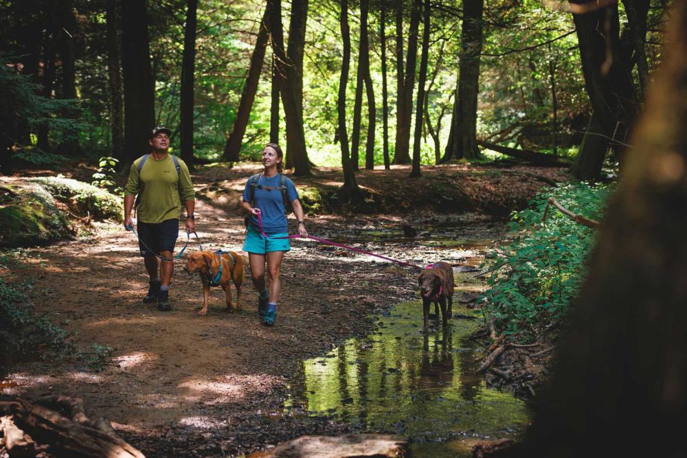 arnés para perros Ruffwear Flagline™ -Ejemplo con perro 24-8