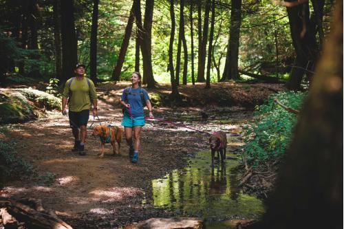 arnés para perros Ruffwear Flagline™ -Ejemplo con perro 24-8