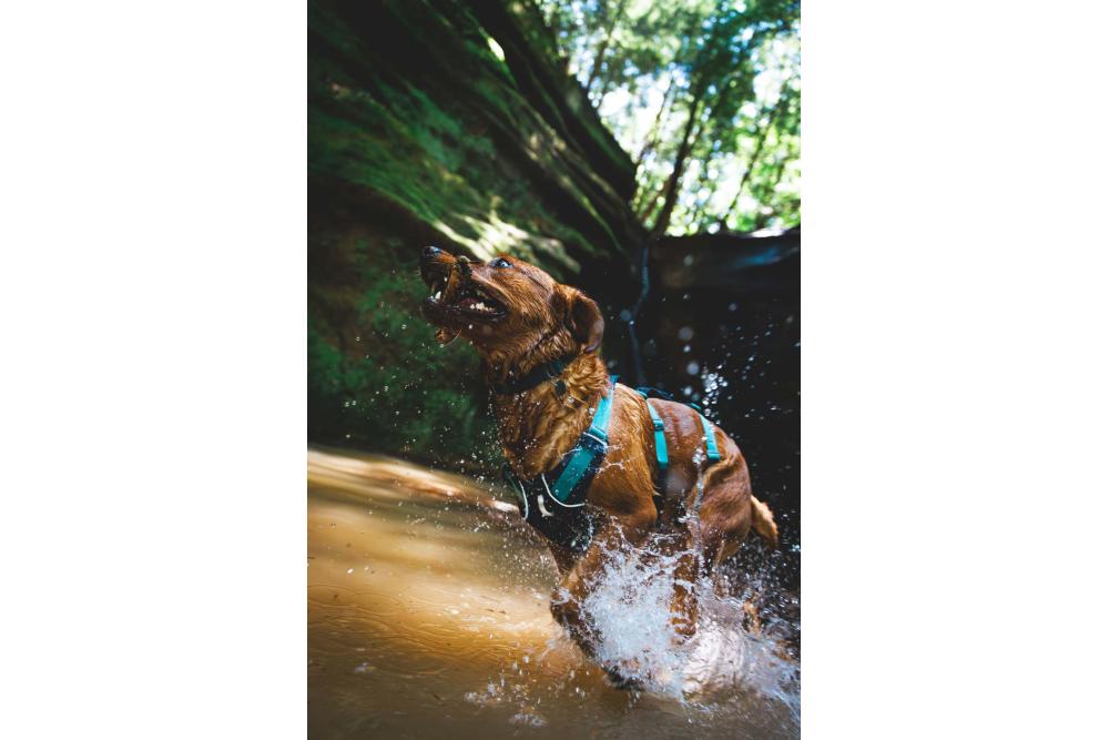 arnés para perros Ruffwear Flagline™ -Ejemplo con perro 24-9