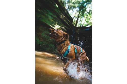 arnés para perros Ruffwear Flagline™ -Ejemplo con perro 24-9