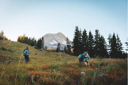 mochila alforja para perros Ruffwear Front Range™ color gris - ejemplo con perro 1