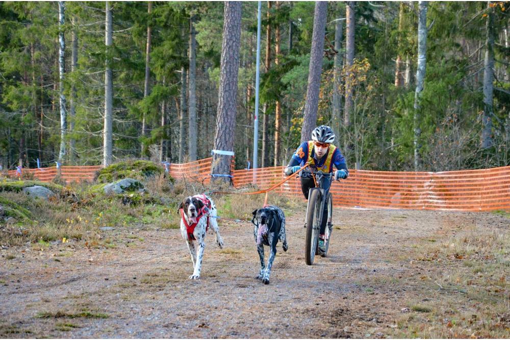 Línea Joring doble Non-Stop BUNGEE LEASH