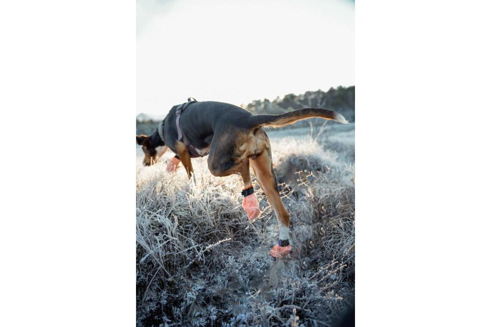 botas zapatos para perros Non-Stop Protector Light. 7 botas zapatos para perros Non-Stop Protector Light. 7