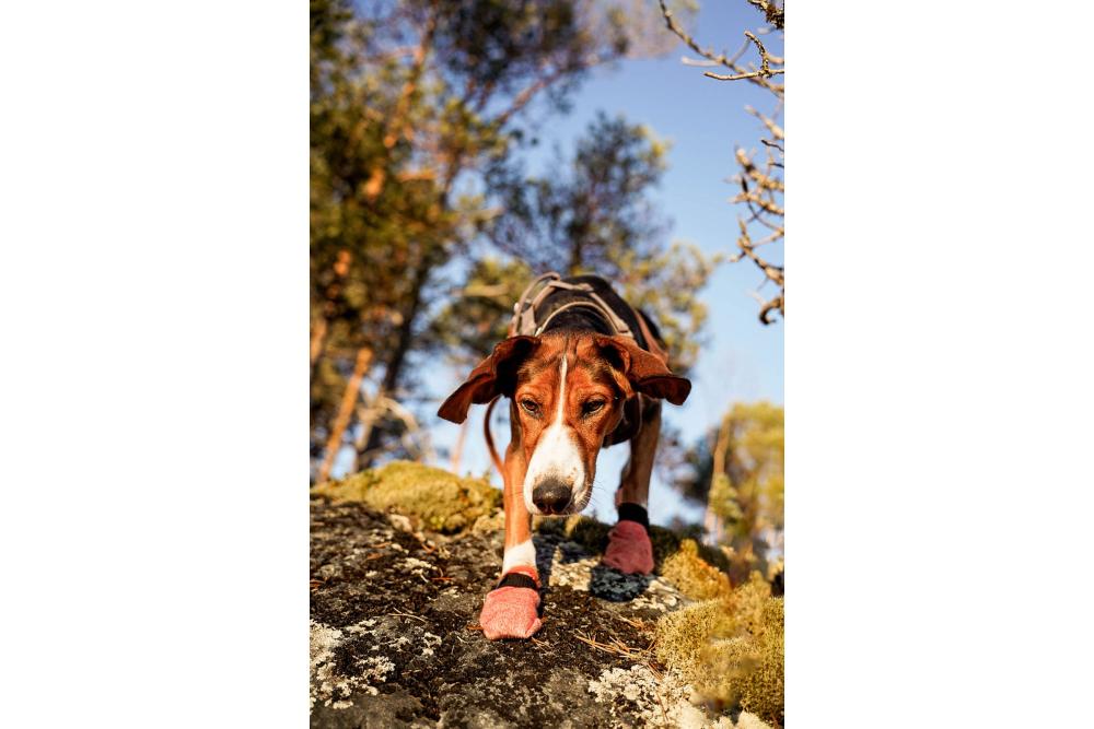 botas zapatos para perros Non-Stop Protector Light. 8 botas zapatos para perros Non-Stop Protector Light. 8