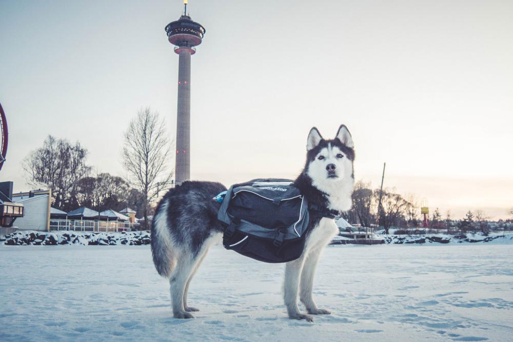 Mochila Alforja para perro Non-Stop Amundsen. 17