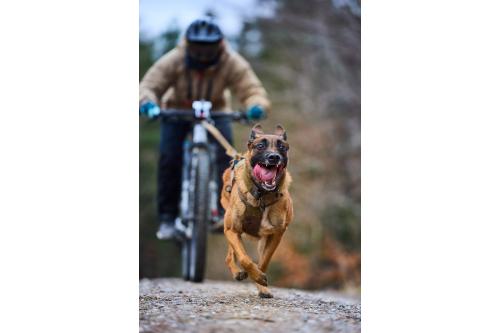 arnés para perros FreeMotion WD de Non-Stop para canicross, bicicleta... cintas regulables. ejemplo con perro 1