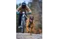 arnés para perros FreeMotion WD de Non-Stop para canicross, bicicleta... cintas regulables. ejemplo con perro 1