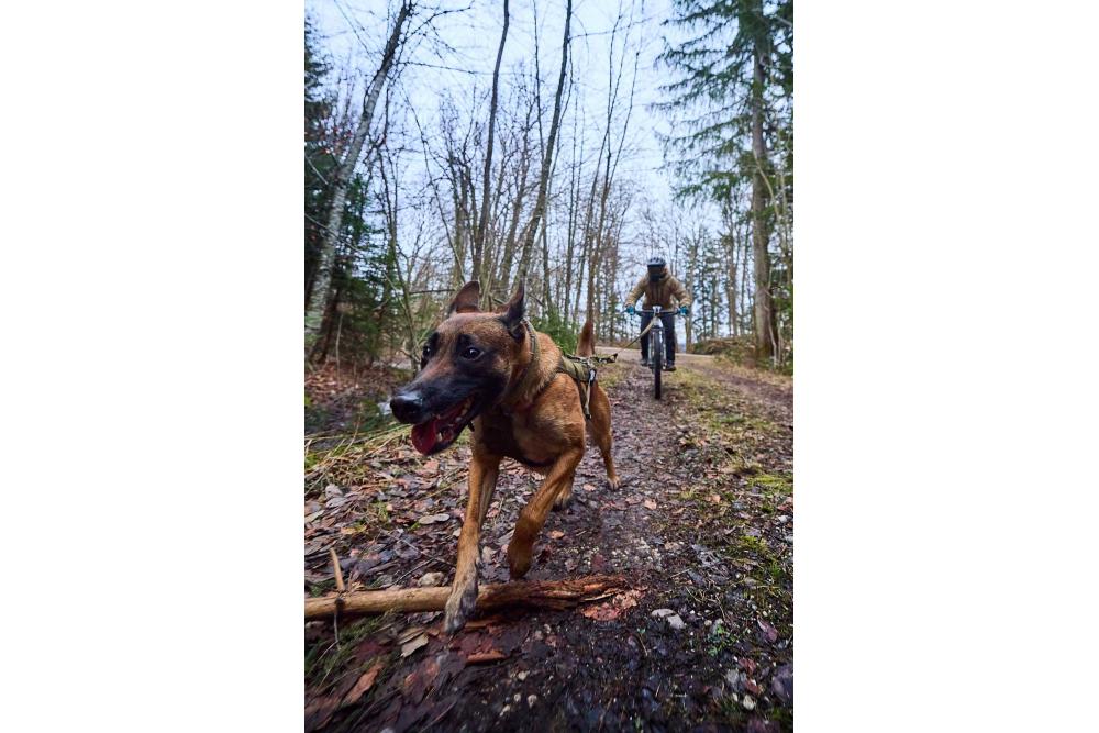 arnés para perros FreeMotion WD de Non-Stop para canicross, bicicleta... cintas regulables. ejemplo con perro 2