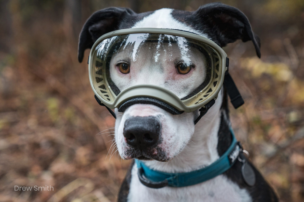 Gafas para perros REX SPECS V2 White blanco para partículas, sol, problemas oculares. Indicadas para cualquier actividad. toma 6