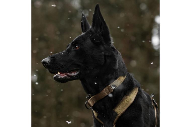 Collar para perros Non-Stop SOLID ADJUSTABLE W.D. - 1 2