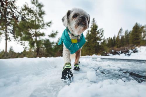 calcetines para perros Bark'n Boot Liners™ Ruffwear ideales para usar con botas zapatos. mejor ajuste y protección. Con perro 3