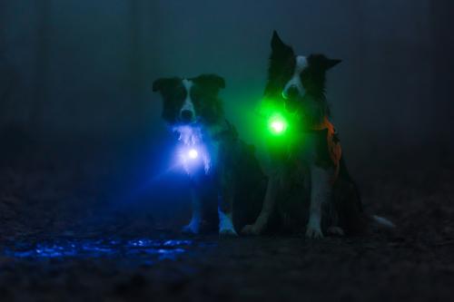 Orbiloc DOG DUAL - Luz LED seguridad y alta visibilidad para perros - Imagen con perro  04