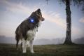 Orbiloc DOG DUAL - Luz LED seguridad y alta visibilidad para perros - Imagen con perro  08