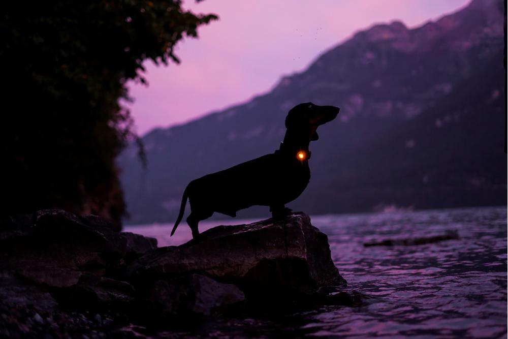 Orbiloc DOG DUAL - Luz LED seguridad y alta visibilidad para perros - Imagen con perro  15