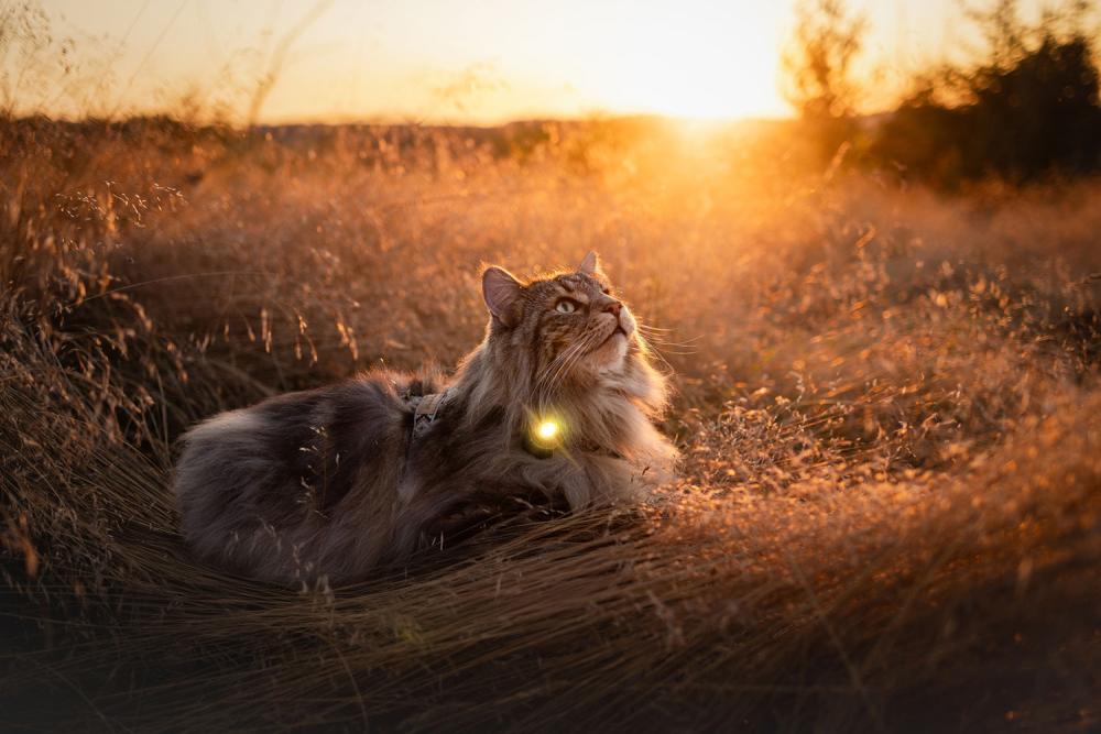 Orbiloc DOG DUAL - Luz LED seguridad y alta visibilidad para perros - Imagen con perro  16