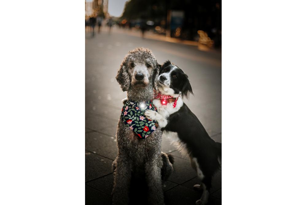 Orbiloc Twin Pack - Luz LED seguridad y alta visibilidad para perros - con perro 01