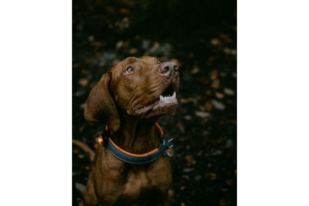 Orbiloc K9 Active Pack - Luz LED seguridad y alta visibilidad para perros - con perro 03