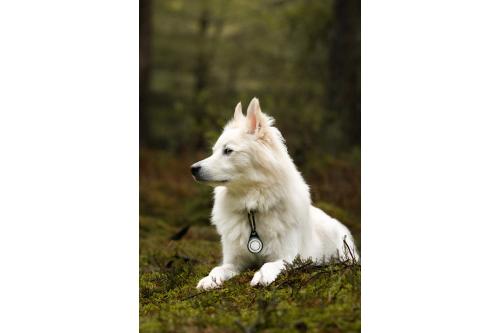 Orbiloc Reflective Carabiner - Luz LED seguridad y alta visibilidad para perros - ejemplo con perro 01