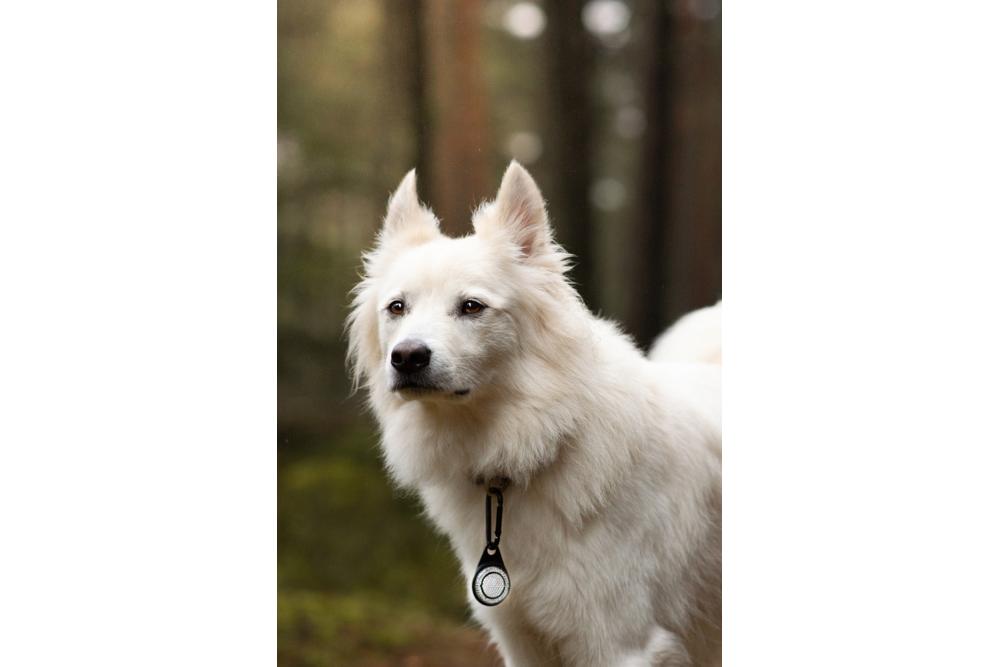 Orbiloc Reflective Carabiner - Luz LED seguridad y alta visibilidad para perros - ejemplo con perro 02