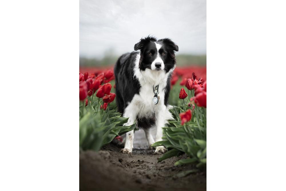 Orbiloc Reflective Carabiner - Luz LED seguridad y alta visibilidad para perros - ejemplo con perro 04