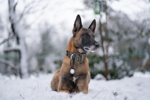 Orbiloc Reflective Carabiner - Luz LED seguridad y alta visibilidad para perros - ejemplo con perro 05