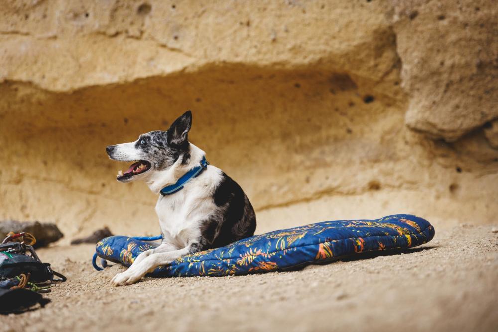 cama para perros Ruffwear Basecamp™ confortable, fácil de plegar , lavar Para casa, coche, exterior... ejemplo outdoor 2