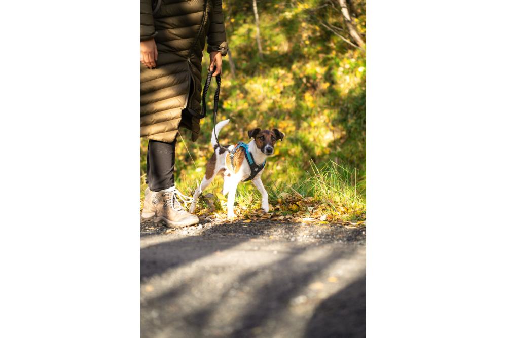 Arnés para perros Rush de Non-Stop para canicross, bikejoring, bicicleta. cintas regulables. ejemplo 5