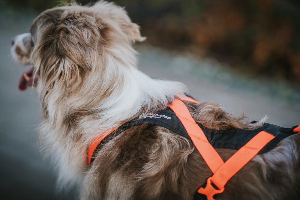 Arnés para perros Rush de Non-Stop para canicross, bikejoring, bicicleta. cintas regulables. ejemplo 2