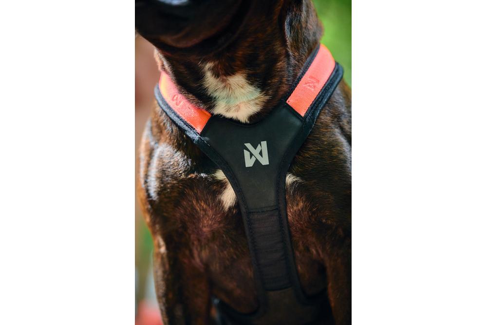 Arnés para perros Rush de Non-Stop para canicross, bikejoring, bicicleta. cintas regulables. ejemplo 3