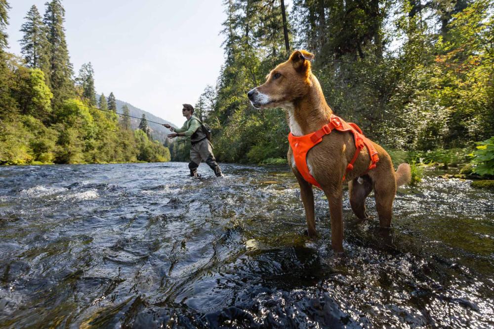 Arnés Ruffwear WEB MASTER™ - 2025