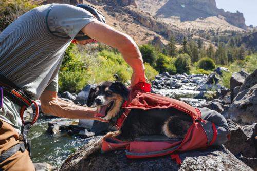 mochila para llevar transportar perros Ruffwear Hitch Hiker™. Ejemplo 1