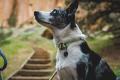 Collar para perros Knot-a-Collar™ Ruffwear inspirado en el material de alpinismo. Imagen ejemplo b3