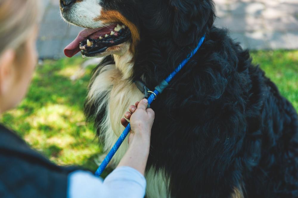 Correa con collar estrangular Just-a-Cinch™ Ruffwear mayor seguridad perro adiestramiento a perros que tiran mucho, ejemplo 8