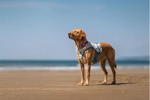 Chaleco capa enfriamiento Non-Stop Cooling Vest. Ejemplo 2