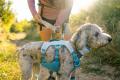 Arnés para perros Ruffwear Swamp Cooler™  enfriamiento por evaporación,