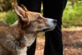 collar reflectante para perros Crag™ Ruffwear indicado para uso a diario. ejemplo 2