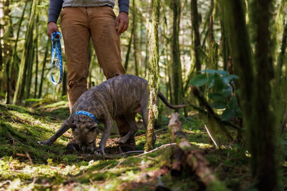 collar reflectante para perros Crag™ Ruffwear indicado para uso a diario. ejemplo 1